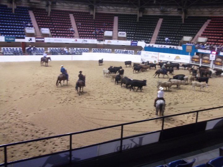 horse and bull in texas