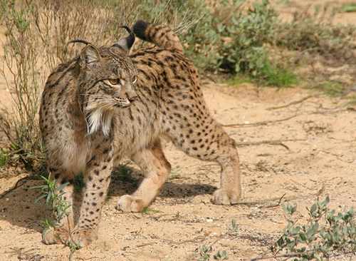 Spanish Lynx