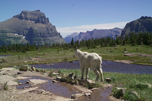 Long Haired Mountain Goat