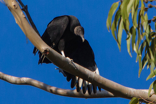 Black Vulture