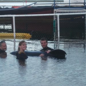 Pilot Whale