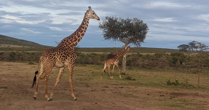 giraffes at the Maasai Mara