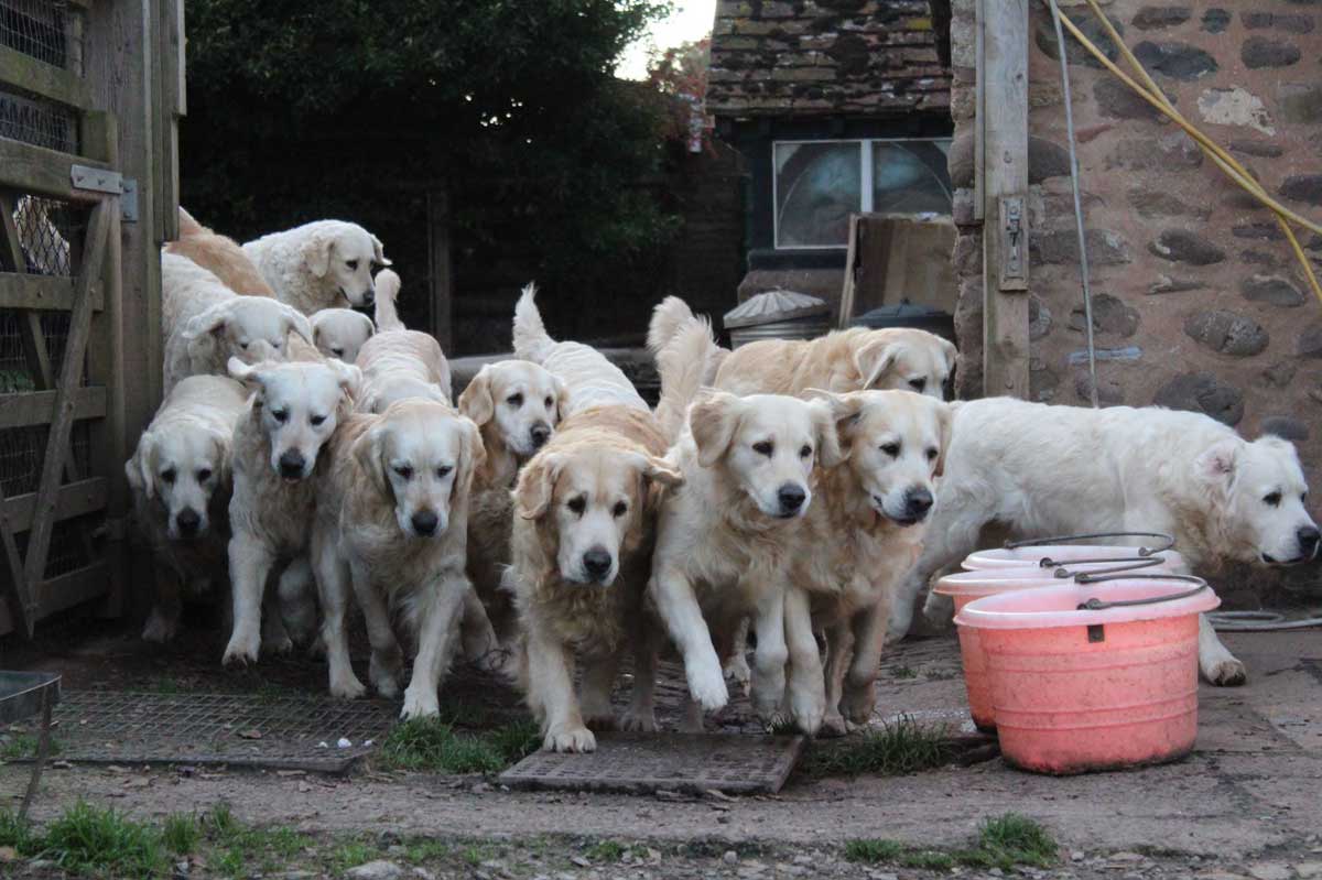 Proposal At The Golden Retriever Experience -