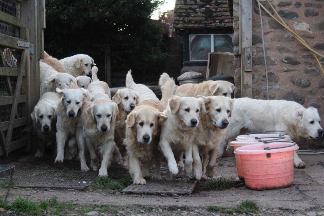 golden-retriever-experience