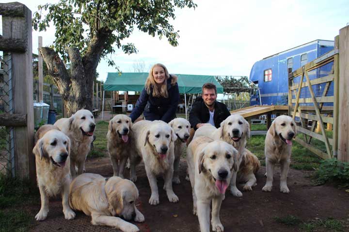 group-golden-retrievers